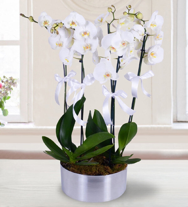 Saksıda 5 Beyaz Orkide